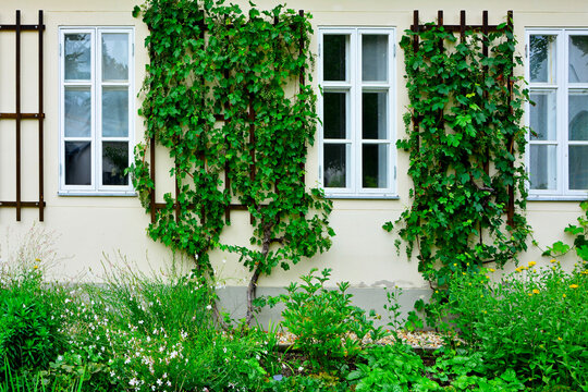 Winorośl właściwa (Vitis vinifera), winorośl na białej ścianie domu między oknami, vine on the wall of the house	