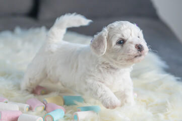 Bichon Frise puppy