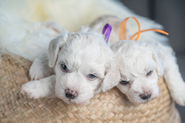 Bichon Frise puppies