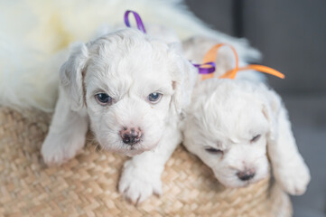 Bichon Frise puppies