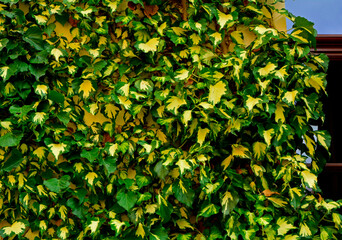 Bluszcz pospolity na ścianie domu , Hedera helix, Bluszcz odmiana ‘Goldheart’ , Common ivy on the wall of the house, Ivy variety 'Goldheart'	
 - obrazy, fototapety, plakaty