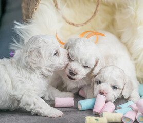 Bichon Frise puppies