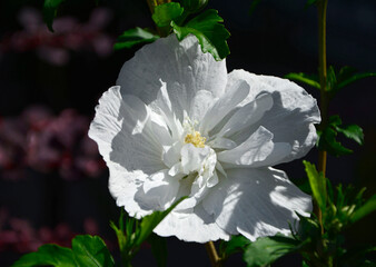 biały kwiat ketmii syryjskiej, hibiskusa, Hibiscus syriacus, white Syriac hibiscus flower,...