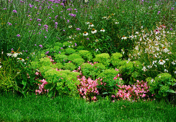 rabata z kolorowymi kwiatami, werbena patagońska, begonia stale kwitnąca i rozchodnik okazałay w ogrodzie, Verbena bonariensis, Begonia ×semperflorens-cultorum, Hylotelephium spectabile, 