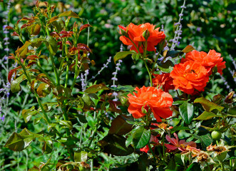 pomarańczowe róże i perowskia w ogrodzie, Perovskia, orange roses, Perovskia and orange roses, flowerbed with Perovskia and roses © kateej