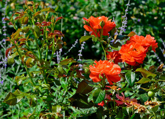 Obraz na płótnie Canvas pomarańczowe róże i perowskia w ogrodzie, Perovskia, orange roses, Perovskia and orange roses, flowerbed with Perovskia and roses