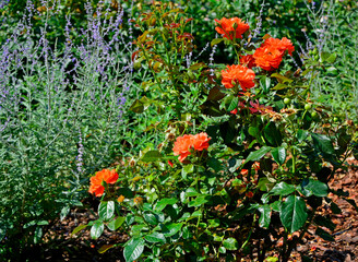 pomarańczowe róże i perowskia w ogrodzie, Perovskia, orange roses, Perovskia and orange roses, flowerbed with Perovskia and roses © kateej