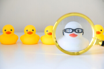 Using rubber ducks to show best candidate for the job concept. White rubber duck with glasses...