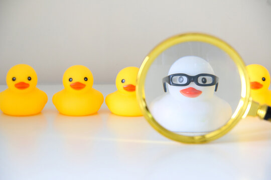 Using rubber ducks to show best candidate for the job concept. White rubber duck with glasses selected via magnifying glass amongst other yellow rubber ducks. HR and career concept.