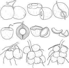 Set of coconut fruit line art drawing. Tropical coconuts illustration