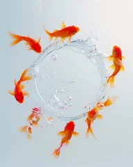 Fotobehang Vibrant goldfish circling in clear water above a white circular podium, creating a lively and dynamic display © Breezze