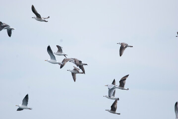 Mixed flock of juvenile gulls taking flight