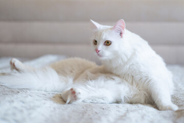 Funny white cat in a yoga pose on sofa