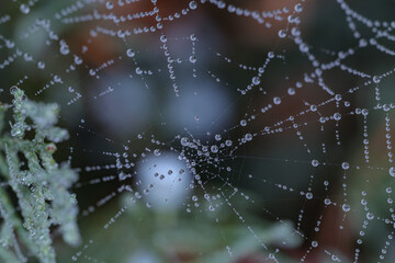 spider web with dew drops