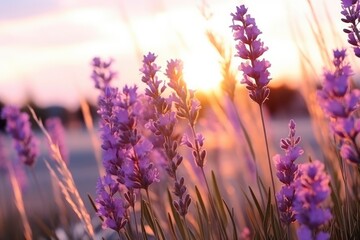 Beautiful natural background. Blooming purple lavender in field at sunset close-up. Lavender sprigs, fragrant flowers, ingredient for making perfumes and cosmetics. Aromatherapy
