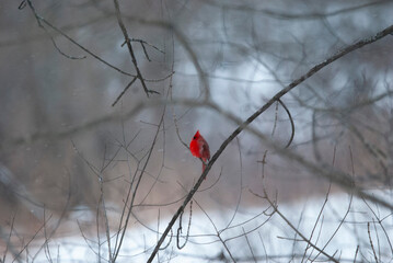 Northern Cardinal fluffed in the snow