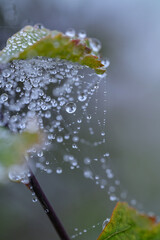 water drops on a leaf