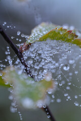 dew on a leaf