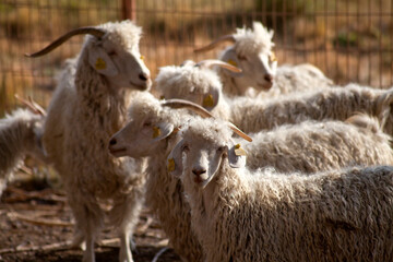 Close-up portrait of white Angora goats with curly mohair fleece inside a livestock farm. © ehasdemir
