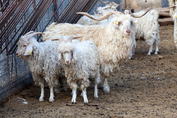 Close-up portrait of white Angora goats with curly mohair fleece inside a livestock farm. © ehasdemir