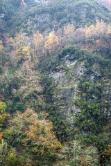 Fototapeta premium Large shale rock shield emerges between tree and shrub vegetation