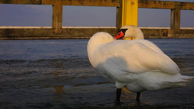 Beautiful white swans at the sunrise  in Gdynia, Poland