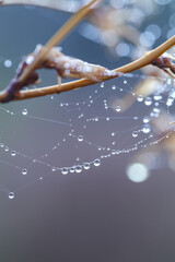water drops on a leaf