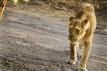 Queen of forest (Panthera leo) Lioness Asiatic lion in Gir Forest National Park in Gujarat India. Asiatic Lioness image was taken in gujarat sasan gir only place in the world to capture Asiatic lion.
