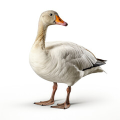 Whole body of white goose swan isolated on white background created with Generative AI Technology