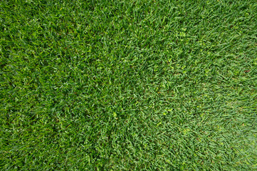 Fluffy green grass lawn background