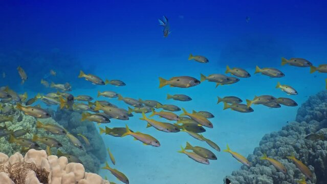 Yellow Stripped Snappers over of the Coral Reef in the Red Sea in Egypt