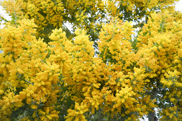 Mimosa tree with bunches of fluffy tender flowers of it. Background of yellow mimosa tree. Concept of holidays and mimosa flower decoration. Spring, Womens day, Easter greeting card. Nature background