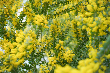Mimosa tree with bunches of fluffy tender flowers of it. Background of yellow mimosa tree. Concept of holidays and mimosa flower decoration. Spring, Womens day, Easter greeting card. Nature background