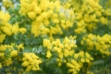Mimosa tree with bunches of fluffy tender flowers of it. Background of yellow mimosa tree. Concept of holidays and mimosa flower decoration. Spring, Womens day, Easter greeting card. Nature background