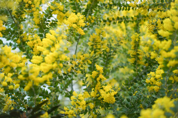 Mimosa tree with bunches of fluffy tender flowers of it. Background of yellow mimosa tree. Concept of holidays and mimosa flower decoration. Spring, Womens day, Easter greeting card. Nature background