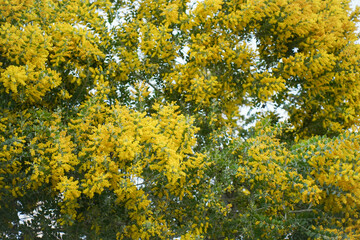 Mimosa tree with bunches of fluffy tender flowers of it. Background of yellow mimosa tree. Concept of holidays and mimosa flower decoration. Spring, Womens day, Easter greeting card. Nature background