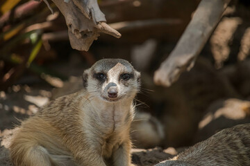 Fototapeta premium The meerkat (Suricata suricatta) or suricate is a small mongoose found in southern Africa