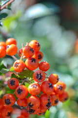 red and yellow berries