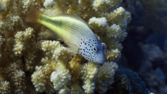 Forster's Hawkfish over of the Coral Reef in the Maldivian Archipelago in the Indian Ocean