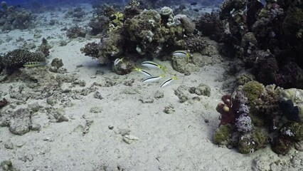 Yellow stripe goatfish over of the Sand in the Maldivian Archipelago in the Indian Ocean