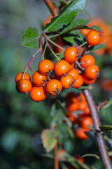 berries on a branch