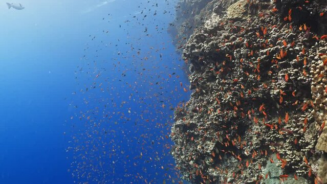 Reef Covered by small coral red anthias in the Red Sea in Egypt