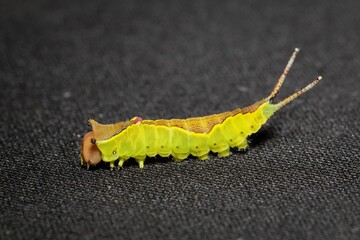 yellow caterpillar Cerura vinula from Puss moth