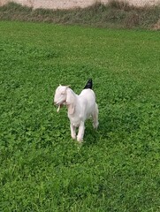 Fototapeta premium white goat on the grass