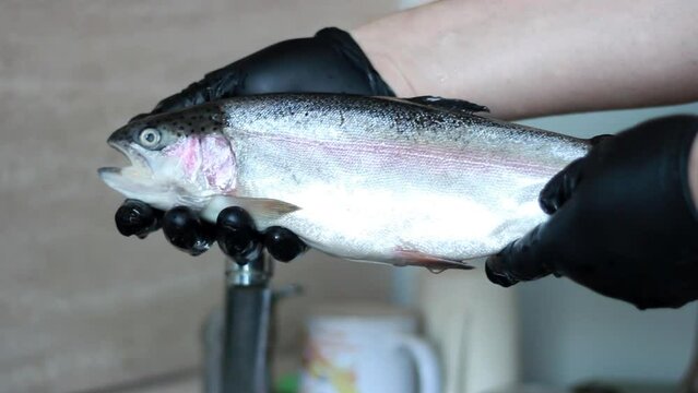 Raw trout fish in the hands of a male cook before cooking. red fish