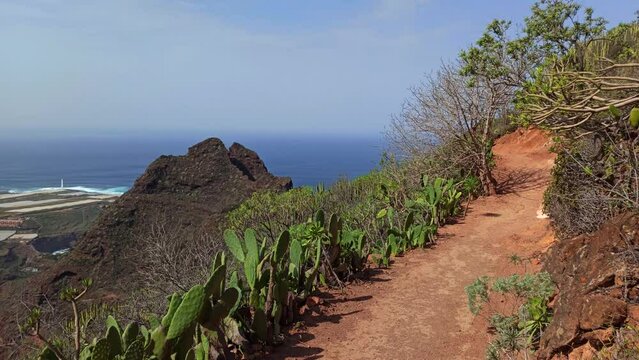 Beautiful cactuses and Atlantic Ocean in Tenerife , Spain