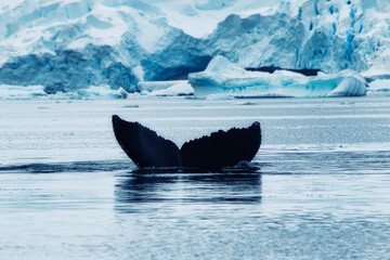 Fototapeta premium Antarctica