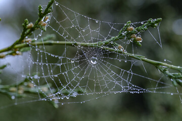 spider web with dew drops