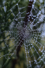 spider web with dew drops