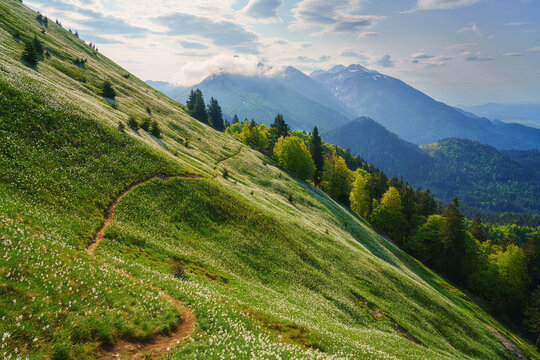 Blossom of white daffodil flowers on Golica, Slovenia, Karavanke mountains. Amazing nature, spring landscape with flowering slope, stunning alpine peaks and clouds, outdoor travel background